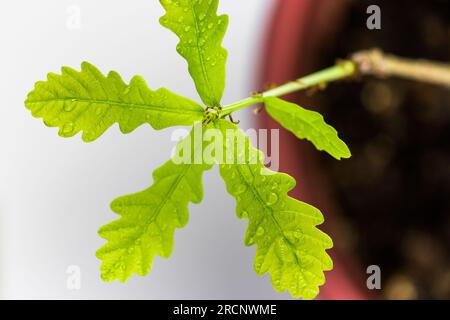 Un giovane albero di quercia in una pentola su uno sfondo chiaro. Foglie verdi succose in gocce d'acqua. Quercia coltivata a ghianda Foto Stock