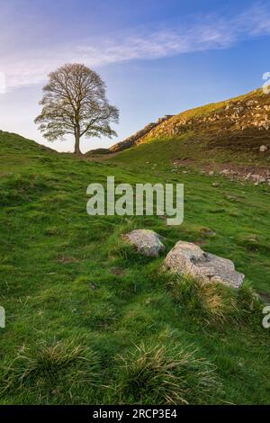L'albero di Sycamore presso Sycamore Gap, il muro di Adriano, Northumberland, Inghilterra nord-occidentale, Regno Unito Foto Stock