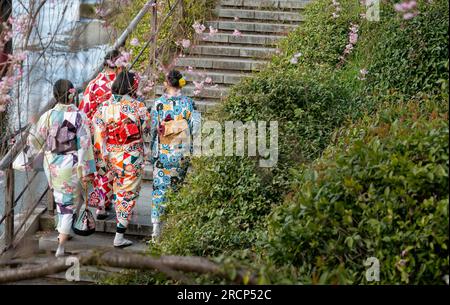 Giovani donne che indossano lo stile tradizionale del kimono giapponese camminano lungo il fiume Kamo nella prefettura di Kyoto. Stagione primaverile della fioritura dei ciliegi. Foto Stock