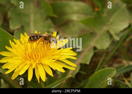 Primo piano naturale su un'ape del solco dalle zampe rosse, Halictus rubicundus seduto su un fiore di tarassino giallo nel nord dell'Oregon, Stati Uniti Foto Stock