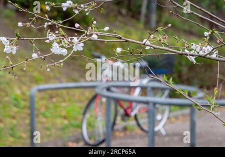 Bici fuori fuoco parcheggiata lungo un passaggio pedonale. Attenzione selettiva ai bellissimi fiori di ciliegio rosa in primo piano. Giappone. Foto Stock