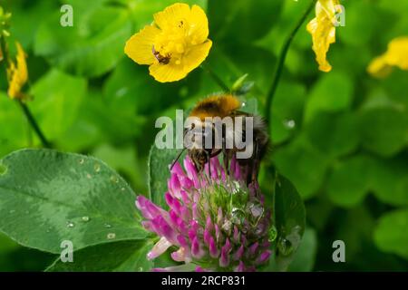 Esemplare isolato di bumblebee su fiore Trifolium pratense, il trifoglio rosso, su fondo naturale. Foto Stock