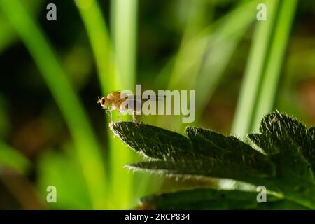 Primo piano sulla mosca gialla o dorata del sterco, Scatophaga stercoraria seduta su una foglia verde. Foto Stock