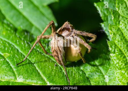 Un ragno Pisaura mirabilis nido visto portare il suo sacco uovo nel mese di luglio. Foto Stock