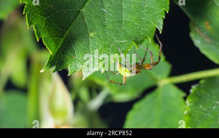 Piccolo ragno verde Araniella curbitina, detto anche ragno verde cetriolo. Vista del lato inferiore con filiere. Foto Stock