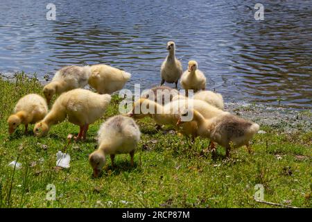 Famiglia di oca egiziana nel selvaggio. La femmina, il maschio e i goslings dell'oca egiziana stanno riposando nell'erba. Oca adulta con imbragature. Primavera bro Foto Stock