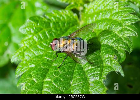 Bottiglia verde comune volare volare, Lucilia sericata su una foglia verde. Foto Stock