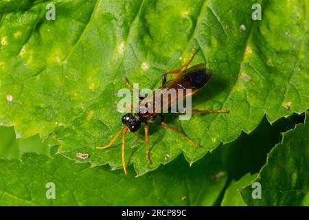 Primo piano su una colorata segheria verde, Tenthredo mesomela su una foglia di geranio verde nel giardino. Foto Stock