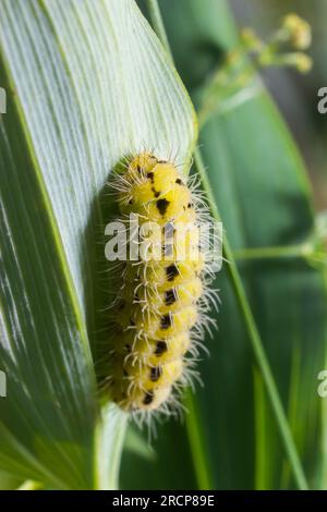 bruco giallo con puntini neri della farfalla Zygaena filipendulae. Foto Stock