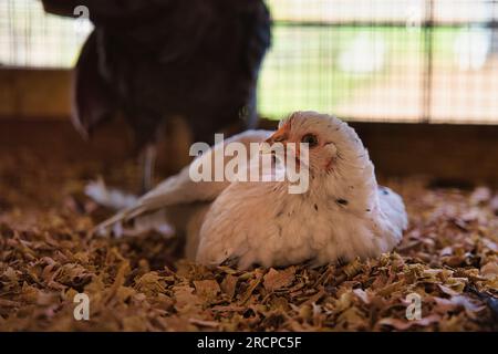 Pollo in gabbia nella fattoria, mahe Seychelles Foto Stock