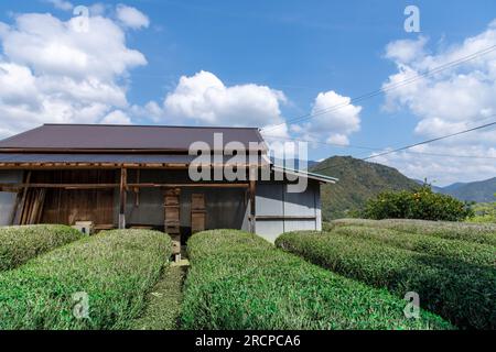 File di piante da tè e un capannone su una piccola piantagione di tè negli altopiani della prefettura di Wakayama in Giappone con montagne e cielo blu nel backgrou Foto Stock