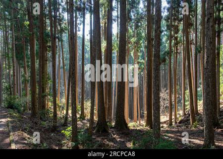 Immagini che riempiono di immagini la fitta foresta lungo il sentiero pedonale o il sentiero di pellegrinaggio di Kumano Kodo, Giappone e sito patrimonio dell'umanità dell'UNESCO con lunghi e sottili alberi e alcuni luminosi Foto Stock