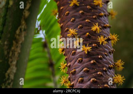 Primo piano del frutto del cocco de mer mail, con l'ape che prende il nettare, Mahe Seychelles Foto Stock