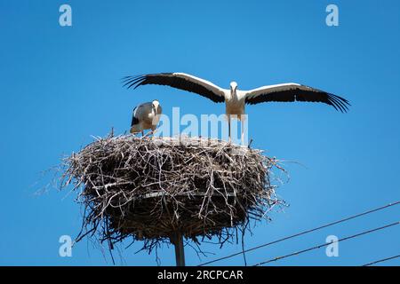 Cicogne bianche adolescenti nel grande nido, nella Polonia orientale Foto Stock