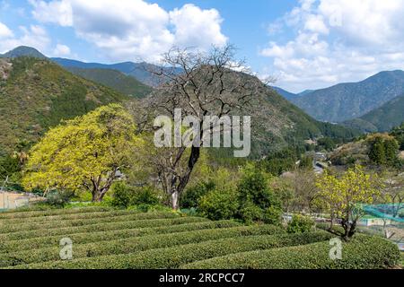 File di piante di tè su una piantagione di tè su piccola scala negli altopiani della prefettura di Wakayama in Giappone con montagne e cielo blu sullo sfondo Foto Stock
