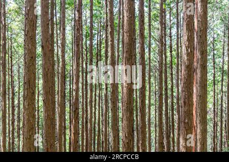 Immagini che riempiono le immagini di lunghi e sottili alberi nella fitta foresta lungo il sentiero pedonale o il sentiero di pellegrinaggio Kumano Kodo, Giappone, che offre una vista quasi astratta o backgrou Foto Stock