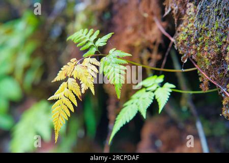 Sentiero naturalistico Morn blanc, primo piano delle felci in crescita sul muschio, ricca e densa foresta di Mahe Seychelles Foto Stock