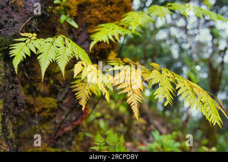 Sentiero naturalistico Morn blanc, primo piano delle felci in crescita sul muschio, ricca e densa foresta di Mahe Seychelles Foto Stock