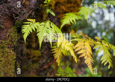 Sentiero naturalistico Morn blanc, primo piano delle felci in crescita sul muschio, ricca e densa foresta di Mahe Seychelles Foto Stock