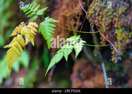 Sentiero naturalistico Morn blanc, primo piano delle felci in crescita sul muschio, ricca e densa foresta di Mahe Seychelles Foto Stock