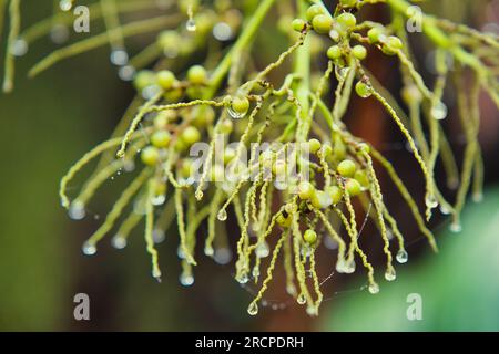 Sentiero naturalistico Morn blanc, semi di palma con gocce d'acqua, Mahe Seychelles Foto Stock