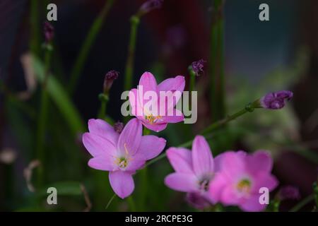 Giglio pioggia rosa che fiorisce in vaso a casa, Mahe Seychelles Foto Stock