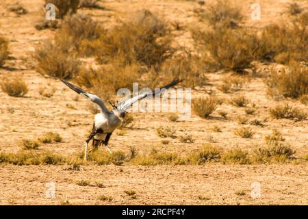 Un uccello del Segretario, Sagittarius Serpentarius, impegnato a caccia nella savana sabbiosa secca del deserto del Kalahari in Sudafrica. Foto Stock