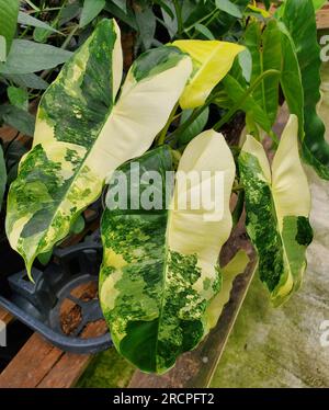 La foglia marmorizzata gialla e verde della pianta variegata Philodendron Burle Marx Foto Stock