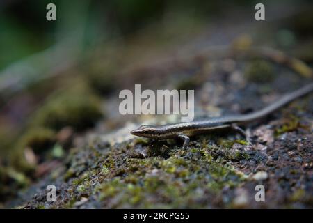 Sentiero naturalistico Troise frere, primo piano del geco skink delle Seychelles sul muschio, Mahe Seychelles Foto Stock