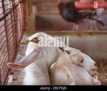 Due capre in gabbia alla fattoria sull'isola di Mahe, Seychelles Foto Stock