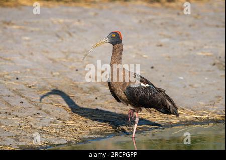 Ibis con pannolini rossi o ibis nero indiano o Pseudibis papillosa bird primo piano o ritratto al parco nazionale di ranthambore rajasthan india asia Foto Stock