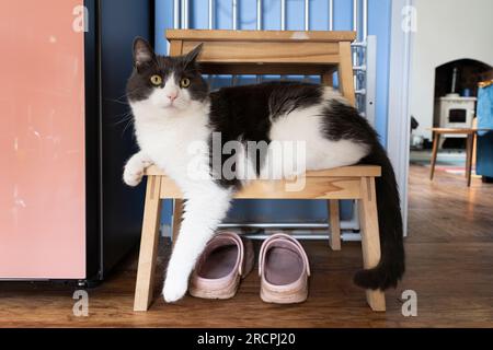 Un gatto domestico a pelo corto, bianco con grigio scuro, drappeggiato su uno sgabello a casa con un aspetto attento e curioso. Conosciuto anche come moggy nel Regno Unito Foto Stock