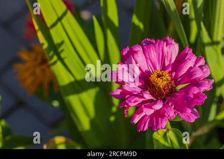 Vista macro dei fiori rosa Zinnia elegans. Foto Stock