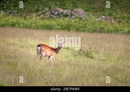 Un'immagine HDR estiva di Red Deer Yearlings, Cervus elaphus scoticus, che pascolano nei campi rurali vicino a Loch Ness, Scozia. 11 giugno 2023 Foto Stock