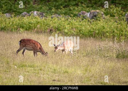 Un'immagine HDR estiva di Red Deer Yearlings, Cervus elaphus scoticus, che pascolano nei campi rurali vicino a Loch Ness, Scozia. 11 giugno 2023 Foto Stock