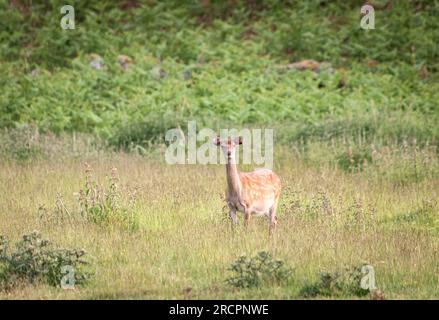 Un'immagine HDR estiva di Red Deer Yearlings, Cervus elaphus scoticus, che pascolano nei campi rurali vicino a Loch Ness, Scozia. 11 giugno 2023 Foto Stock