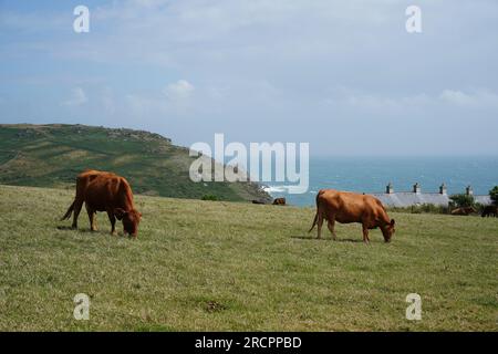 Bovini da carne rossa, mucca Angus nel South Devon Pasture, vicino a gara Rock, Regno Unito Foto Stock