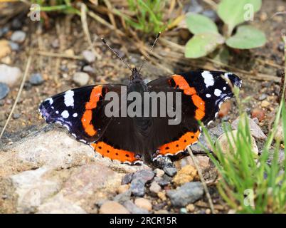 Una farfalla Red Admiral (Vanessa atalanta) che prende il sole in una corsia nel Gloucestershire UK Foto Stock