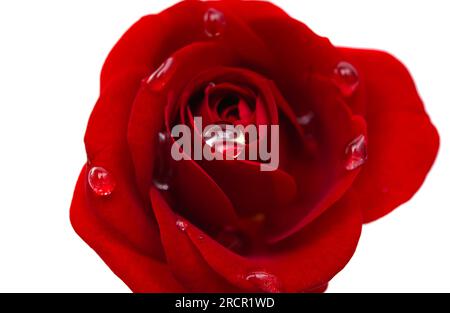 Red Rose con gocce d'acqua isolati su sfondo bianco Foto Stock