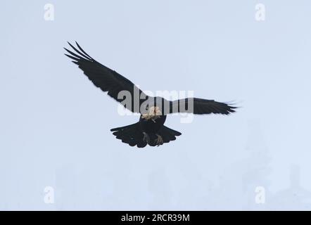 Rook (Corvus frugilegus) adulto in volo con materiale nido a Bill Eccles-on-Sea, Norfolk, Regno Unito. Marzo Foto Stock