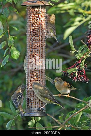 Brambling (Fringilla montifringilla), Chaffinch (F.coelebs) e Greenfinch (Carduelis chloris), fringhe miste presso l'alimentatore di arachidi Eccles-on-Sea, Norfolk, Foto Stock