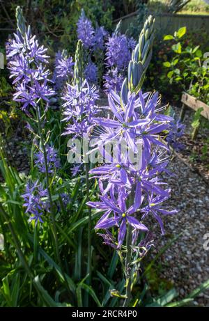 Camassia Electra in fiore accanto a un sentiero nel Devon Foto Stock