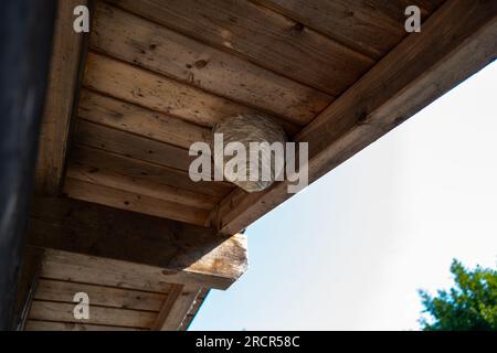 Molte vespe hanno costruito un grande nido di vespe sotto un tetto di legno Foto Stock