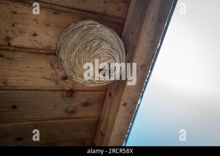 Molte vespe hanno costruito un grande nido di vespe sotto un tetto di legno Foto Stock