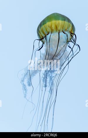 Isolata Atlantic Bay Nettle Jellyfish in Water Foto Stock