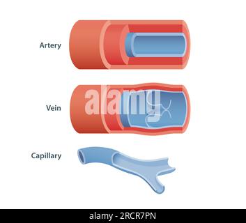 Tre tipi di vasi sanguigni Foto Stock