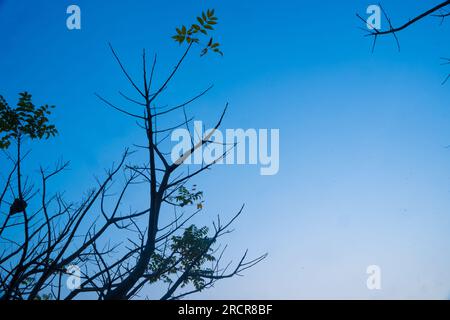 Silhouette di alberi contro il cielo arancione e viola a Ranu Manduro, Mojokerto, Indonesia. Fotografia naturalistica e paesaggistica. Foto Stock