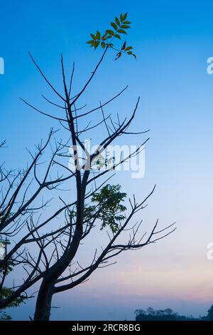 Silhouette di alberi contro il cielo arancione e viola a Ranu Manduro, Mojokerto, Indonesia. Fotografia naturalistica e paesaggistica. Foto Stock