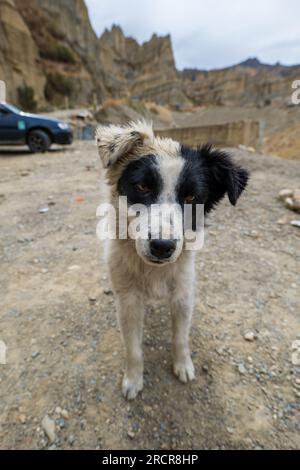 Il cane bianco e nero fissa l'obiettivo sulle montagne della Valle de Las Animas (Valle degli spiriti) Foto Stock