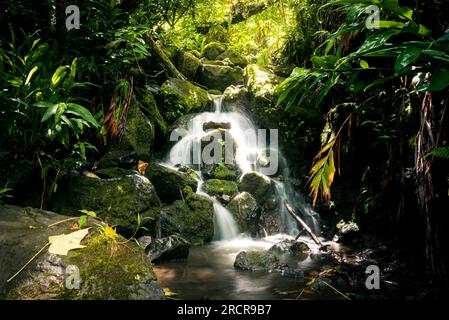 Piccola cascata su un ruscello circondato dalla vegetazione della giungla Foto Stock